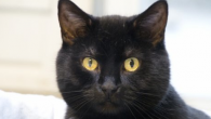 Dierenasiel blijft zitten met zwarte katten Ruim 60 van de 125 katten in het dierenasiel Amsterdam zijn zwart. Katten met een kleurtje worden eerder meegenomen.