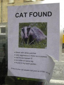 Kat gevonden - wie is de eigenaar? 1