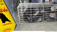 Kunnen dieren zelfmoord plegen? Beren die misbruikt worden om gal van te melken voor traditionele Chinese medicijnen zouden er zo slecht aan toe zijn, dat ze zelfs tot zelfmoord overgaan.