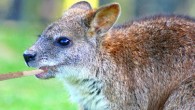 Oorzaak opiumcirkels: stoned wallabies We see crop circles in the poppy industry from wallabies that are high.